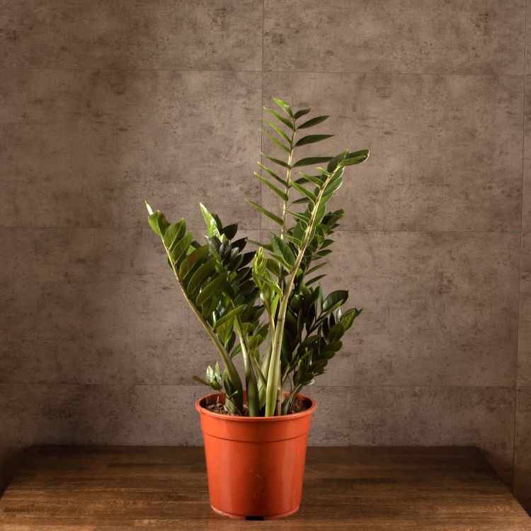 Замиокулькас 100/27 фото 1 &mdash; Luxury Plants