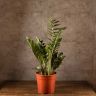 Замиокулькас 100/27 фото 1 &mdash; Luxury Plants