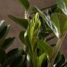 Замиокулькас 100/27 фото 3 &mdash; Luxury Plants