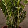 Замиокулькас 100/27 фото 5 &mdash; Luxury Plants