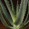 Алоэ Арборесценс д12 фото 2 &mdash; Luxury Plants