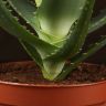 Алоэ Арборесценс д12 фото 3 &mdash; Luxury Plants