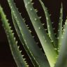 Алоэ Арборесценс д12 фото 4 &mdash; Luxury Plants