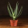 Алоэ Арборесценс д12 фото 1 &mdash; Luxury Plants