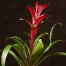 Гузмания темно-бордовая 50/12 фото 2 &mdash; Luxury Plants