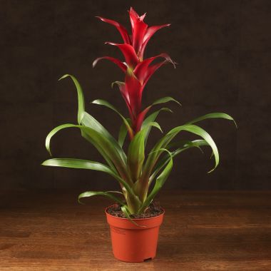Гузмания темно-бордовая 50/12 &mdash; Luxury Plants