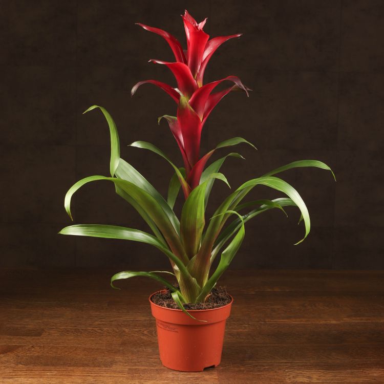 Гузмания темно-бордовая 50/12 фото 1 &mdash; Luxury Plants