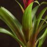 Гузмания темно-бордовая 50/12 фото 5 &mdash; Luxury Plants