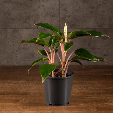 Аглаонема Сам Аврора 30/12 &mdash; Luxury Plants