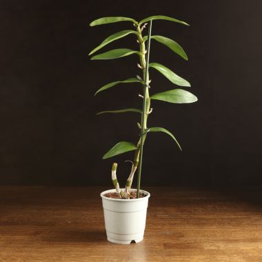 Орхидея Дендробиум Нобиле Ирен Смайл уценка &mdash; Luxury Plants