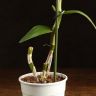 Орхидея Дендробиум Нобиле Ирен Смайл уценка фото 2 &mdash; Luxury Plants