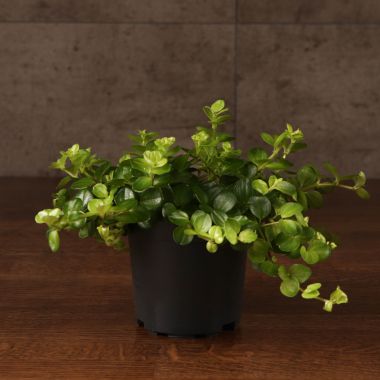 Пеперомия Ротундифолия д9 &mdash; Luxury Plants