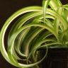 Хлорофитум кудрявый Бонни 30/12 фото 2 &mdash; Luxury Plants