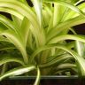 Хлорофитум кудрявый Бонни 30/12 фото 4 &mdash; Luxury Plants
