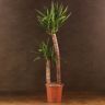 Юкка 2 ствола высота 125/24 фото 1 &mdash; Luxury Plants