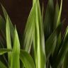 Юкка 2 ствола высота 125/24 фото 3 &mdash; Luxury Plants