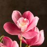 Орхидея Цимбидиум бордовая D14 фото 3 &mdash; Luxury Plants