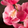 Орхидея Цимбидиум бордовая D14 фото 1 &mdash; Luxury Plants