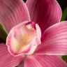 Орхидея Цимбидиум бордовая D14 фото 4 &mdash; Luxury Plants