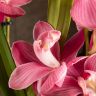 Орхидея Цимбидиум бордовая D14 фото 5 &mdash; Luxury Plants