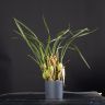 Орхидея Максилярия тенюифолия в темно-сером кашпо фото 2 &mdash; Luxury Plants
