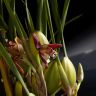 Орхидея Максилярия тенюифолия в темно-сером кашпо фото 3 &mdash; Luxury Plants