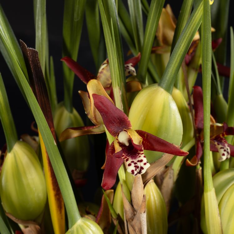 Орхидея Максилярия тенюифолия в темно-сером кашпо фото 1 &mdash; Luxury Plants