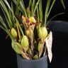 Орхидея Максилярия тенюифолия в темно-сером кашпо фото 4 &mdash; Luxury Plants