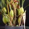 Орхидея Максилярия тенюифолия в темно-сером кашпо фото 5 &mdash; Luxury Plants