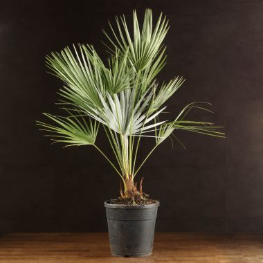 Хамеропс 90/24 &mdash; Luxury Plants