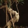 Бонсай Фикус Ретуса 50 см фото 3 &mdash; Luxury Plants