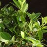 Бонсай Фикус Ретуса 50 см фото 5 &mdash; Luxury Plants