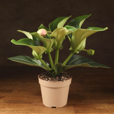 Мединилла Кэнди д14 &mdash; Luxury Plants