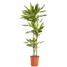 Драцена фрагранс Чинто 3 ствола 150/23 фото 1 &mdash; Luxury Plants