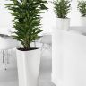 Драцена фрагранс Чинто 3 ствола 150/23 фото 3 &mdash; Luxury Plants