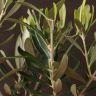 Олива в горшке 30/12 фото 2 &mdash; Luxury Plants