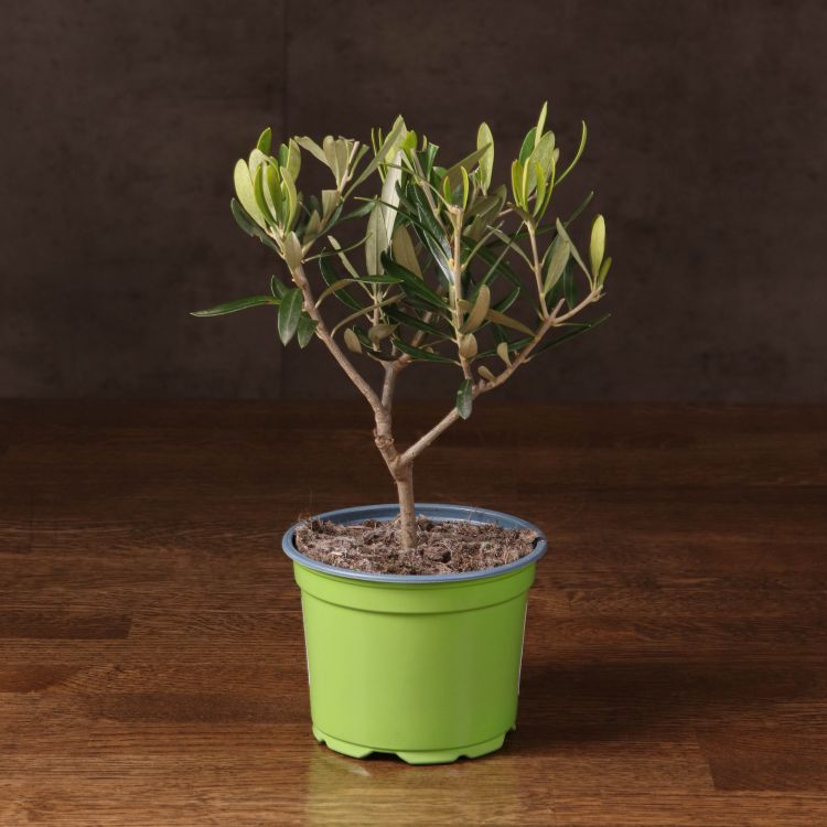 Олива в горшке 30/12 фото 1 &mdash; Luxury Plants