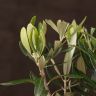 Олива в горшке 30/12 фото 4 &mdash; Luxury Plants