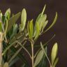 Олива в горшке 30/12 фото 5 &mdash; Luxury Plants