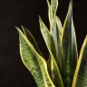 Сансевиерия Лауренти 45/14 фото 2 &mdash; Luxury Plants