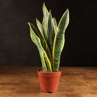 Сансевиерия Лауренти 45/14 &mdash; Luxury Plants