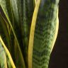 Сансевиерия Лауренти 45/14 фото 4 &mdash; Luxury Plants