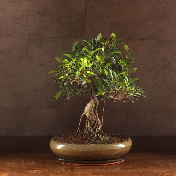 Бонсай Фикус овал 60 см фото 1 &mdash; Luxury Plants