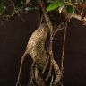 Бонсай Фикус овал 60 см фото 5 &mdash; Luxury Plants