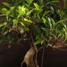 Бонсай Фикус овал 60 см фото 4 &mdash; Luxury Plants