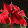Пуансеттия красная D12 фото 2 &mdash; Luxury Plants