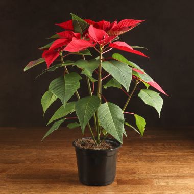 Пуансеттия красная D12 &mdash; Luxury Plants