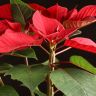 Пуансеттия красная D12 фото 3 &mdash; Luxury Plants