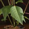 Пуансеттия красная D12 фото 4 &mdash; Luxury Plants