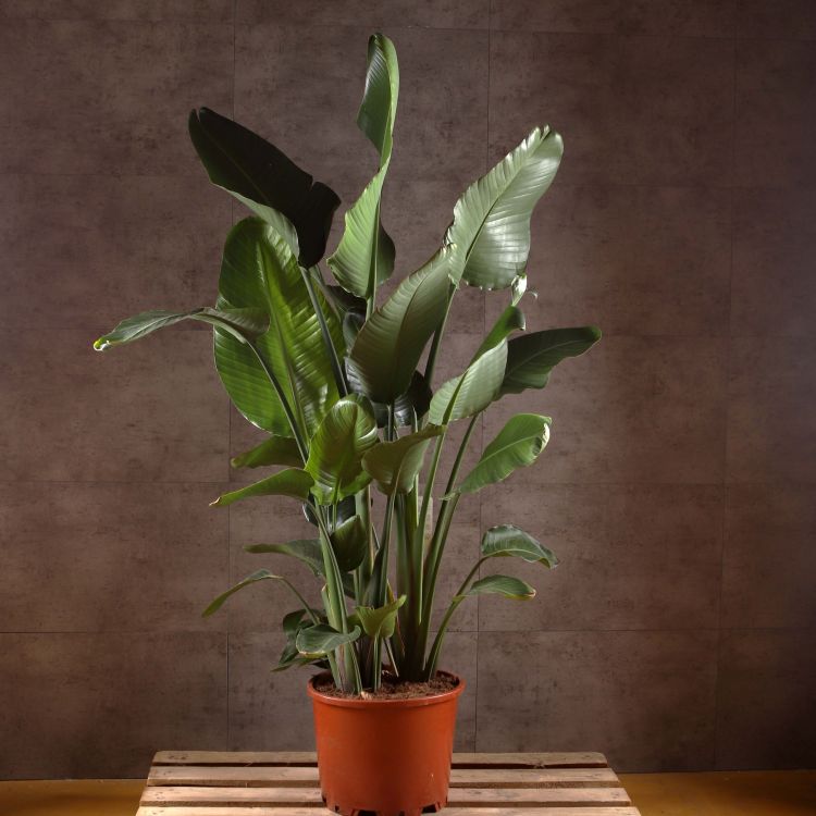 Стрелиция Николая 180/35 фото 1 &mdash; Luxury Plants